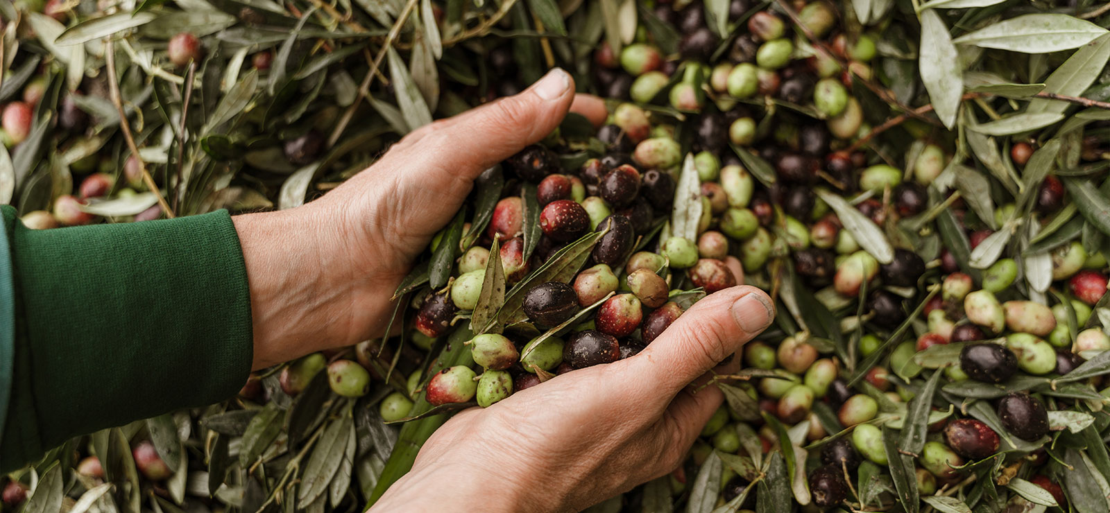 primoljo spremitura olive
